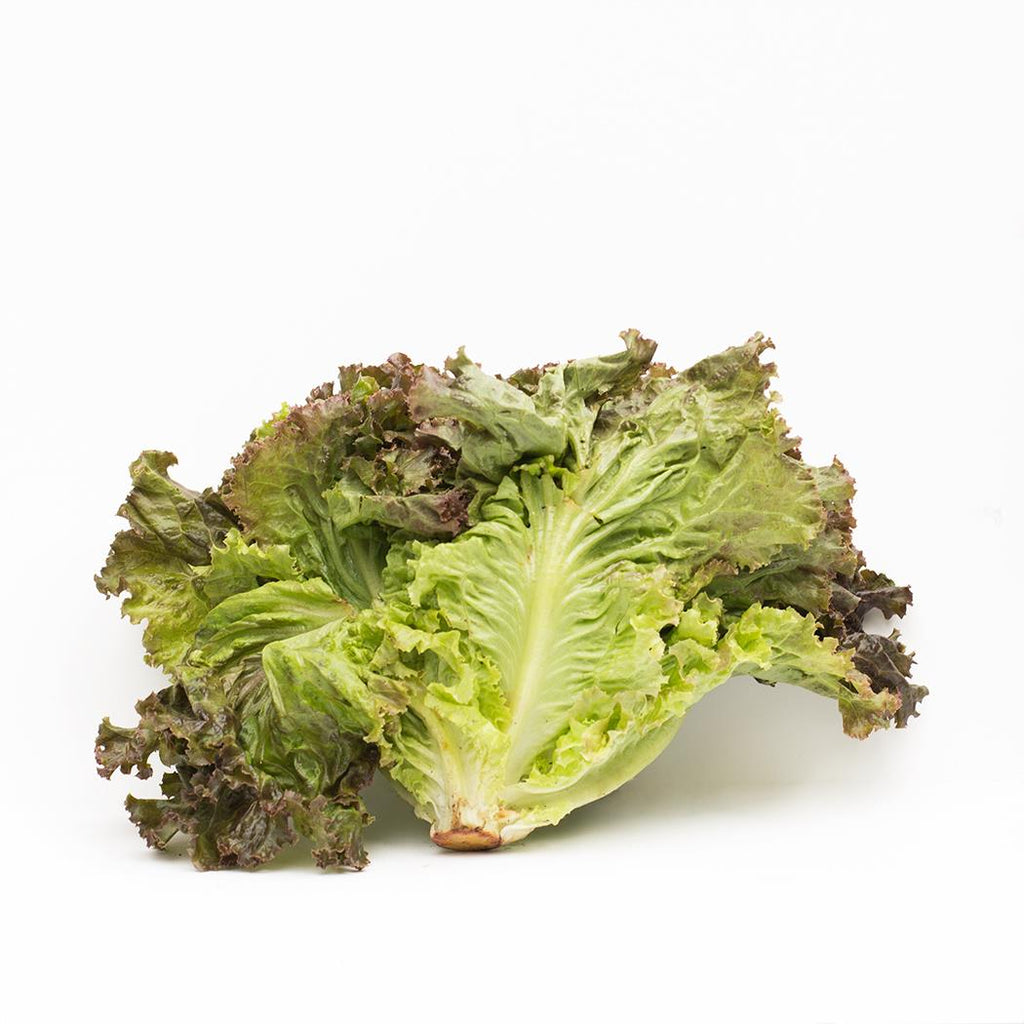 Lettuce - Red Leaf